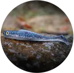 Redbass gumová nástraha ripper kicker super natur - l 100 mm