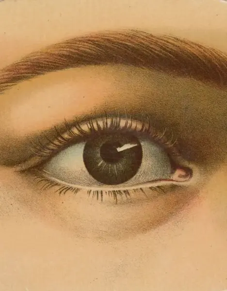 John Derian Picture Book - John Derian