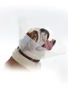 Límec ochranný Buster plastový E-collar Brachy L