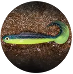 Redbass gumová nástraha twister kixter dark/signal yellow uv - l 100 mm