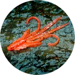 Redbass gumová nástraha nymfa orange g - s 53 mm