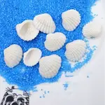 Natural Shell Beads