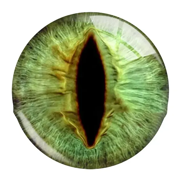 Mixed Animal Eye Pattern Glass Cabochons