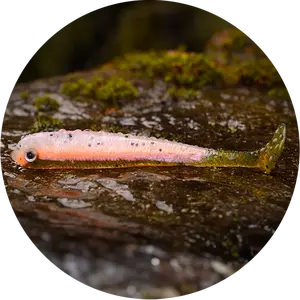 Redbass gumová nástraha ripper swimmer slim rainbow trout uv - s 70 mm