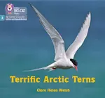 Terrific Arctic Terns - Clare Helen Welsh