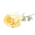 Paeonia 74cm krémová A2010681