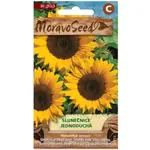 Slnečnica ročná jednoduchá, žltá