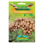 Sadba Šupinovka nameko