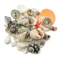 Natural Conch & Shell Beads