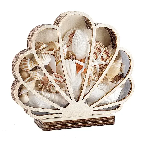 Wood & Acrylic Shell Shape Display Box