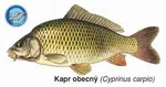 Črs magnetka kapor obecný