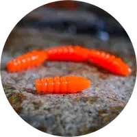 Redbass gumová nástraha trout grub signal orange uv color - 3x33 mm