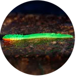 Redbass gumová nástraha micro tail fluo green rh uv color - xs 35 mm