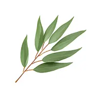 Vůně do svíček 10ml – 29 Eukalyptus