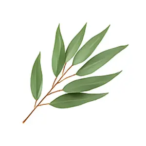 Vůně do svíček 10ml – 29 Eukalyptus