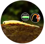 Redbass smáček big snake lemon uv color - 15,5 cm 11 g