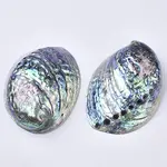 Natural Abalone Shell/Paua Shell Display Decoration