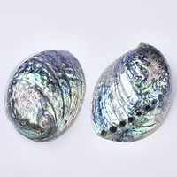 Natural Abalone Shell/Paua Shell Display Decoration