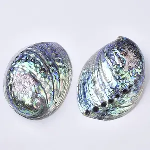 Natural Abalone Shell/Paua Shell Display Decoration