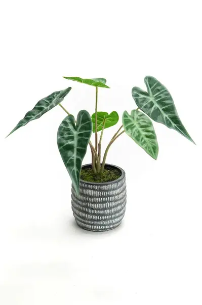 Umělá rostlina v květináči home & lifestyle 30 x 27 cm