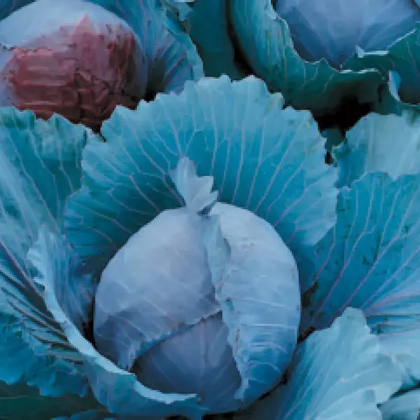 Kapusta neskorá červená na strúhanie Premium