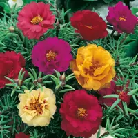 Portulaka veľkokvetá zmes