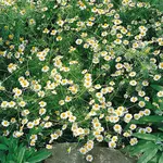 Rumanček kamilkový