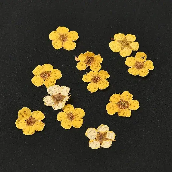 Narcissus Embossing Dried Flowers
