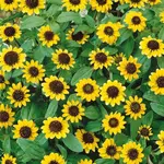 Sanvintália poliehavá