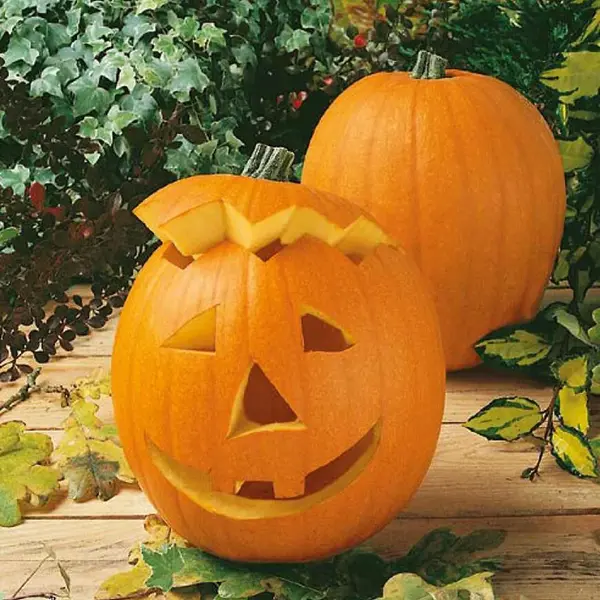 Tekvica Gran Gigante