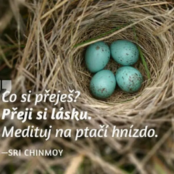 Magnet na lednici - Co si přeješ? Přeji si lásku. Medituj na ptačí hnízdo. - Sri Chinmoy