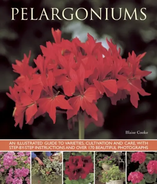 Pelargoniums - Blaise Cooke