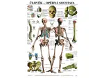 Opěrná soustava - anatomický plakát