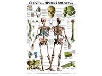 Opěrná soustava - anatomický plakát