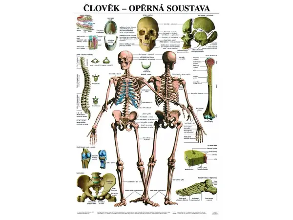 Opěrná soustava - anatomický plakát