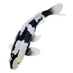 Mojo Kapor koi shiro utsuri