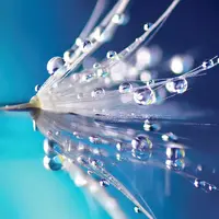 Euroart OBRAZ NA SKLE, květiny, 20/20/1,40 cm