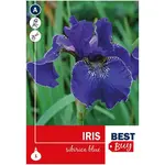 Iris sibirica Blue