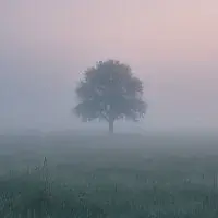 Adéla Nedvědová – I. věta