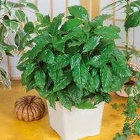 Izbová rastlina Trpasličí kávový krík