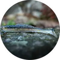 Redbass gumová nástraha ripper kicker bass - xx 155 mm 23 g