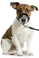 Ohlávka proti táhnutí Easy Leader černá M