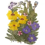 Pressed Dried Flowers