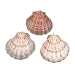 Electroplate Sea Shell Big Pendants