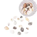 Mixed Natural Shell Bead Sets
