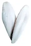 Kost sépiová 20cm ( /-3cm) 10ks