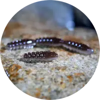 Redbass gumová nástraha trout grub 3x25mm - brown/silver