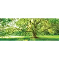 Euroart OBRAZ NA SKLE, stromy, 30/80/1,40 cm