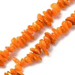 Natural Freshwater Shell Beads Strands