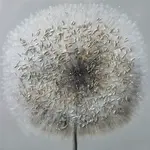 Monee OLEJOMALBA, květiny, 85/85 cm